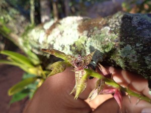 Bulbophyllum meridense Rchb.f. - Foto: Gleidison Lima