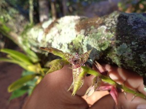 Bulbophyllum meridense Rchb.f. - Foto: Gleidison Lima