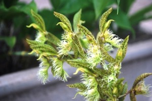 Catasetum barbatum (Lindl.) Lindl.