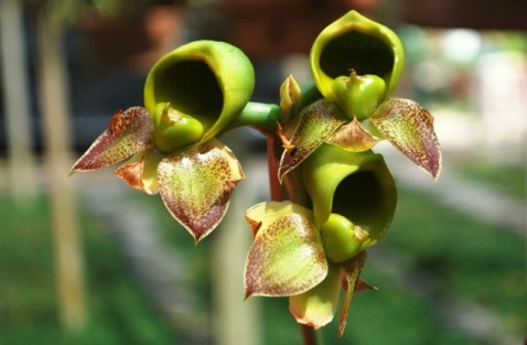 Catasetum macrocarpum Rich. ex Kunth