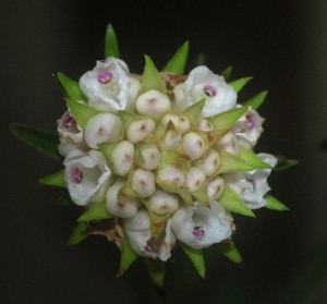 Elleanthus brasiliensis Rchb.f.