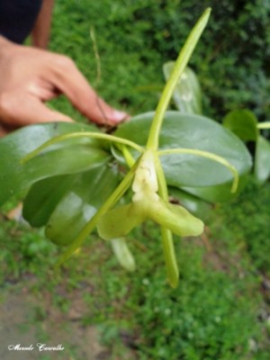 Epidendrum anatipedium L.M.Sánchez & Hágsater