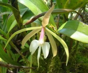 Epidendrum nocturnum Jacq.