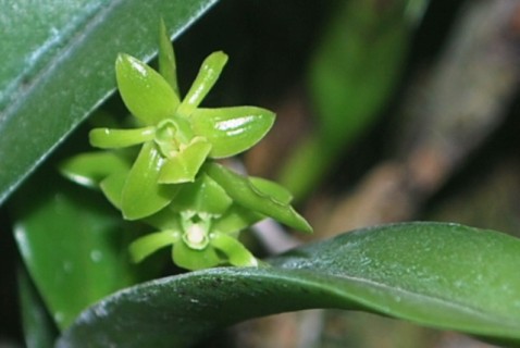 Epidendrum rigidum Jacq.