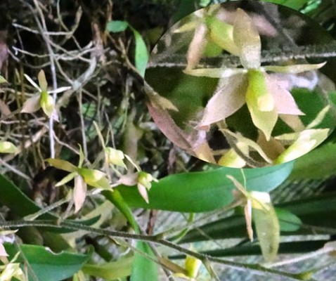 Epidendrum avicula (Lindl.) Benth.
