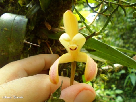 Maxillaria leucaimata Barb. Rodr. (Foto Marcelo Carvalho)