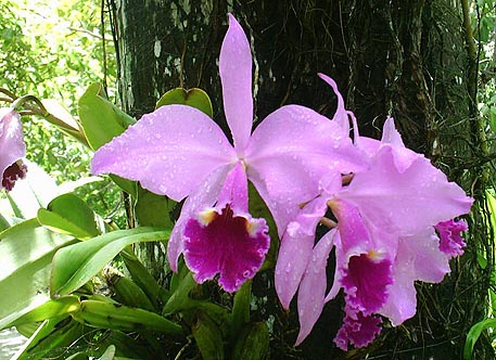 Orquídea na serra de Uruburetama