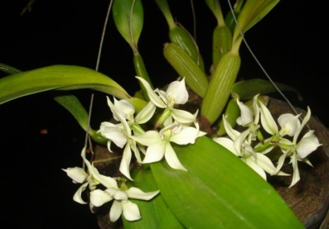 Prosthechea fragrans (Sw.) W. E. Higgins