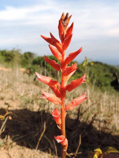 Sacoila lanceolata (Aubl.) Garay [Foto:Leonardo Jarles]