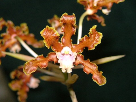 Laelia gloriosa Rchb. f.