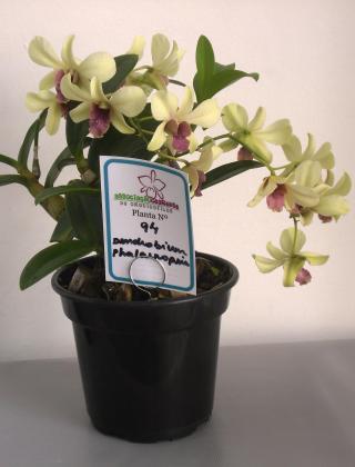 Dendrobium