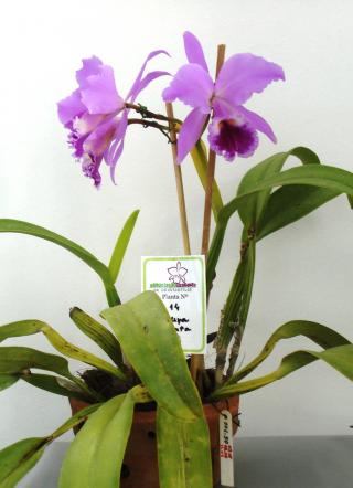 Cattleya labiata Lindl.