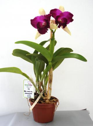 Blc. Nobile's Carnival