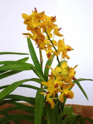 Vanda x Ascocenda