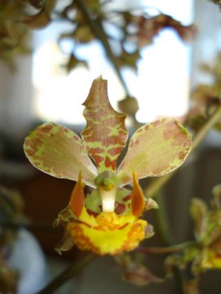 cyrtopodium-holstii-02.JPG