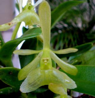 epidendrum-diforme.jpg