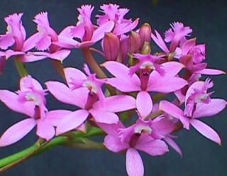 epidendrum-secundum.jpg