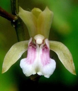 oeceoclades-maculata.jpg