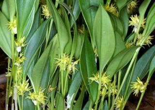 pleurothallis-ruscifolia.jpg