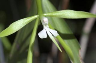epidendrum-nocturnum.jpg