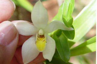 maxillaria-camaridii.jpg