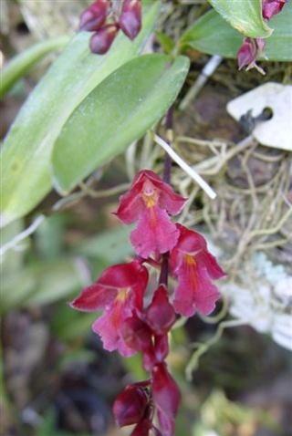 rodriguezia-lanceolata.jpg
