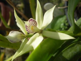 ii-orquideas-de-marco-02.jpg