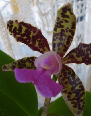 cattleya-landate.JPG