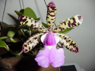 cattleya-aclandiae-5.jpg