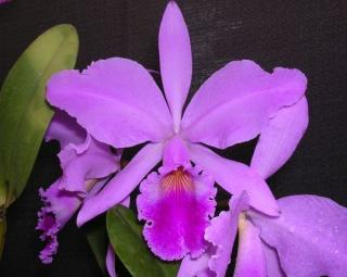 cattleya-jenmanii.jpg