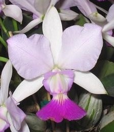 cattleya-walkeriana-perola-orlata-2.jpg