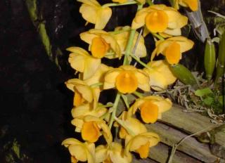 dendrobium-grafitianum.jpg