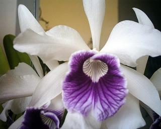 laelia-purpurata4.jpg