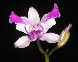 cattleya-intermedia.JPG