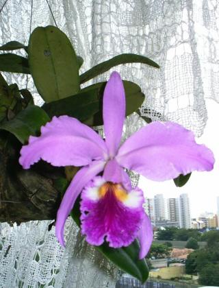 cattleya-labiata.JPG