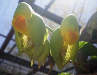 catasetum-macrocarpum-02.jpg