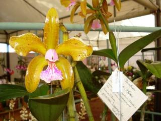 cattleya-granulosa-coqueiro-de-butia.JPG