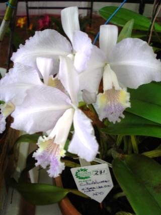 cattleya-lueddemanniana.JPG