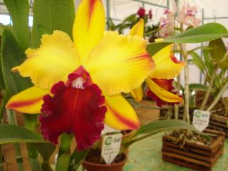 cattleya-orange-nugget.JPG