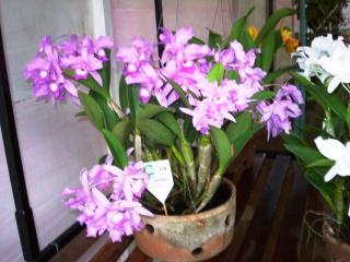 cattleya-skineri.JPG