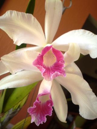 laelia-purpurata-carnea-02.JPG