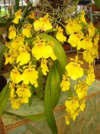 oncidium-aloha.JPG