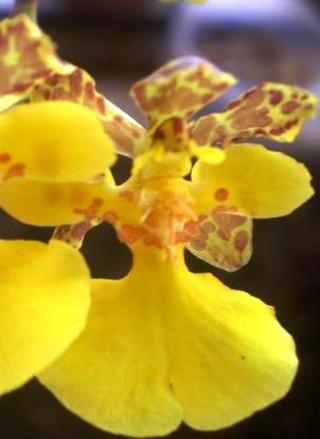 oncidium-cebolleta-02.JPG