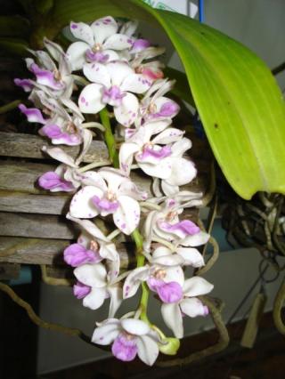 rhynchostylis-gigantea.JPG