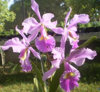 cattleya-gigas.jpg