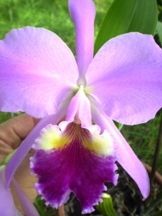 cattleya-labiata.JPG