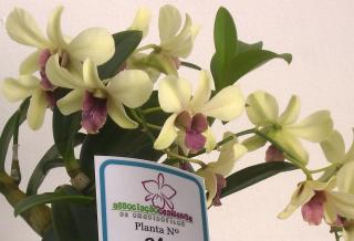 dendrobium-phalaenopsis.JPG