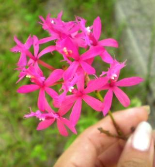 epidendrum-sp.jpg