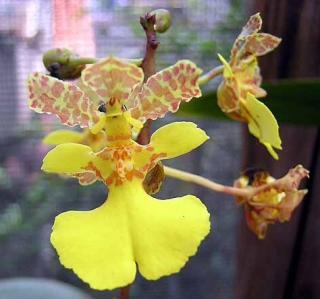 oncidium-cebolleta.jpg