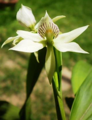 prosthechea-fragrans.jpg